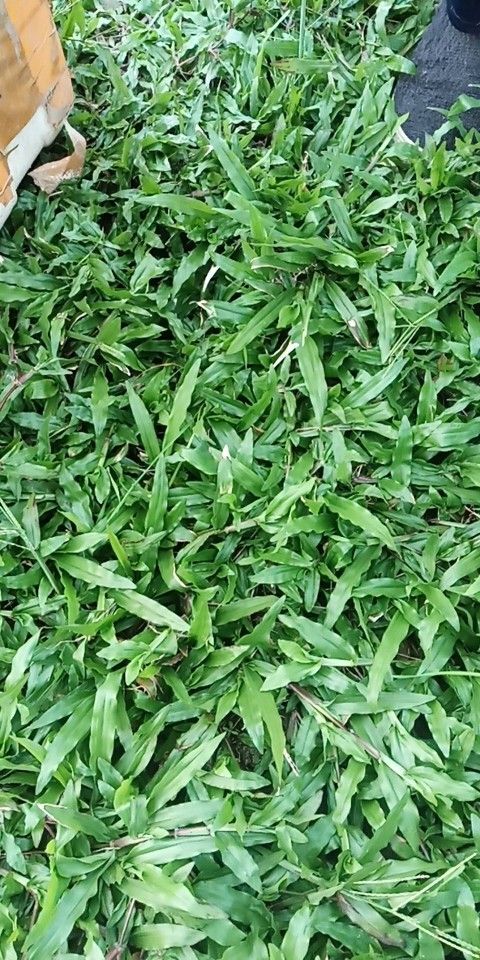 宾阳县大叶油草 自产自销，长期供应，马尼拉，货多从优，诚信为本