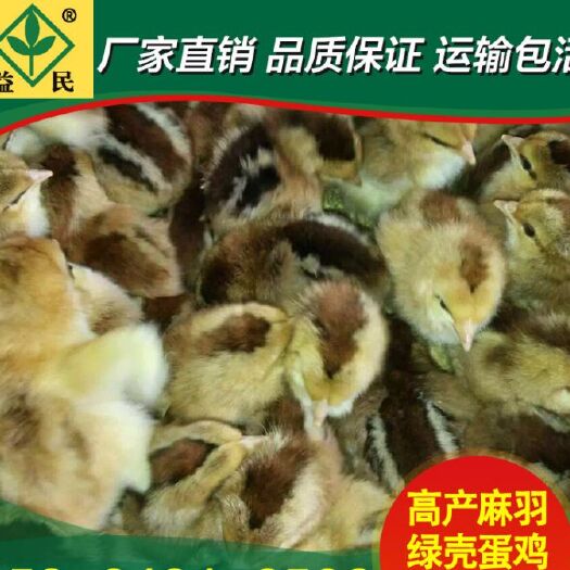 衡阳麻羽绿壳蛋鸡苗厂家直销量大从优质量保证