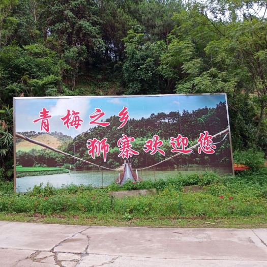 苍梧县青梅树苗 大肉青梅苗