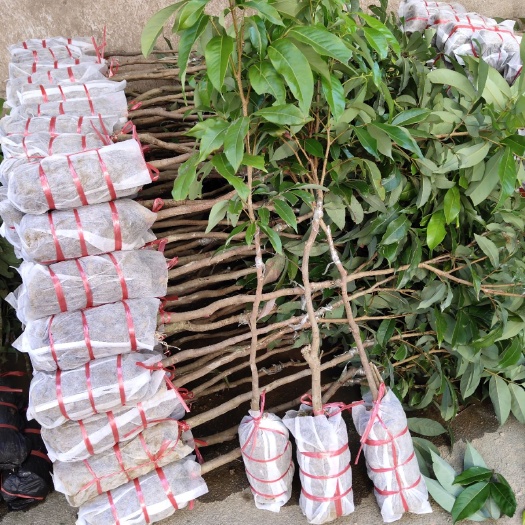灵山县妃子笑荔枝苗  荔枝苗 妃子笑苗