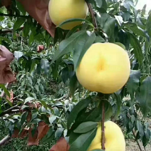 炎陵县 炎陵锦绣黄桃:香、脆、甜