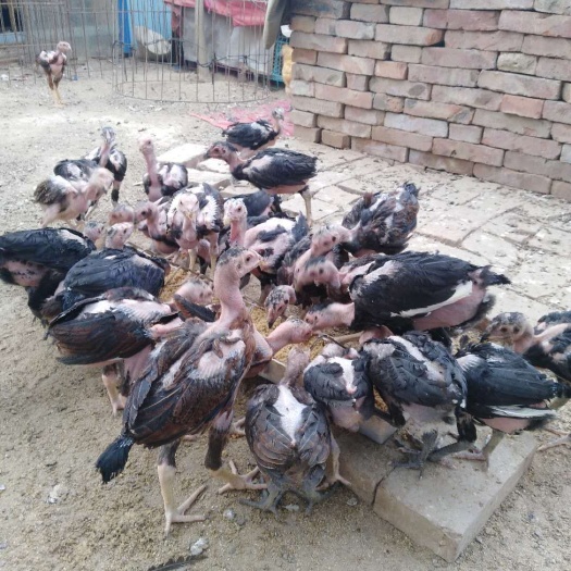 嘉祥县 纯斗鸡苗