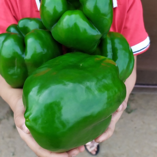 阳高县园椒 尖椒，太空椒，圆椒