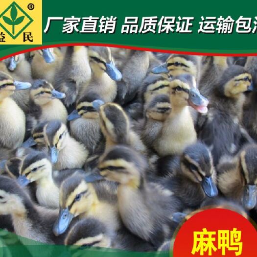 衡阳麻鸭苗  大白沙鸭麻鸭菜鸭苗厂家直销量大从优包邮