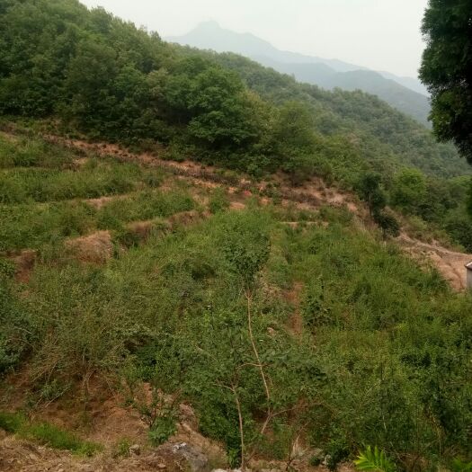 济源市青翘 来自太行山深处的品种。