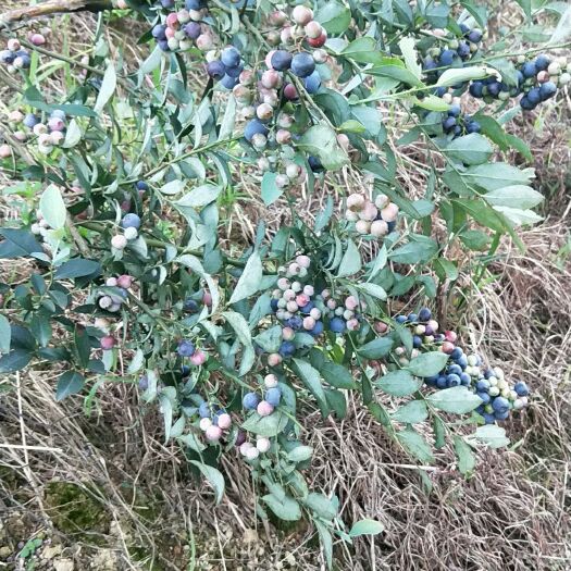 融水县蓝丰蓝莓 2 - 4mm以上 鲜果