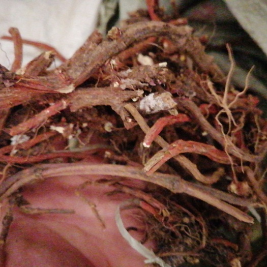 商洛 秦岭高含量丹参