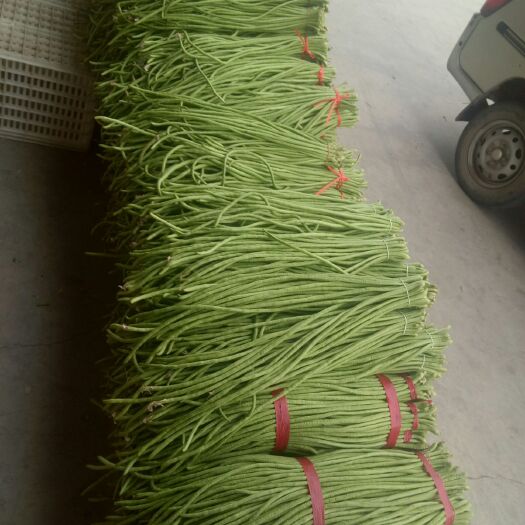 兰陵县 新鲜豆角，大量上市，价格低，质量好！