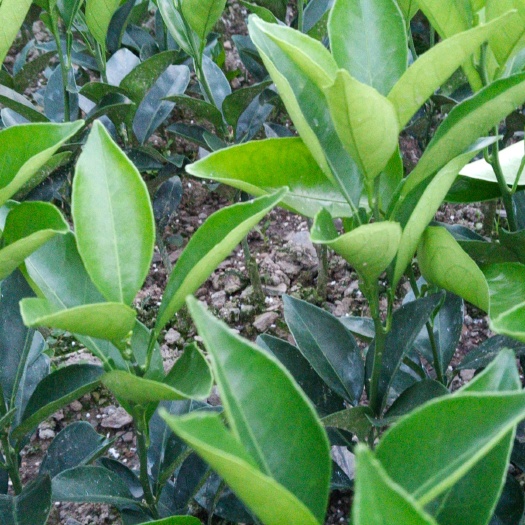 秀山纽荷尔脐橙苗 树苗有保证