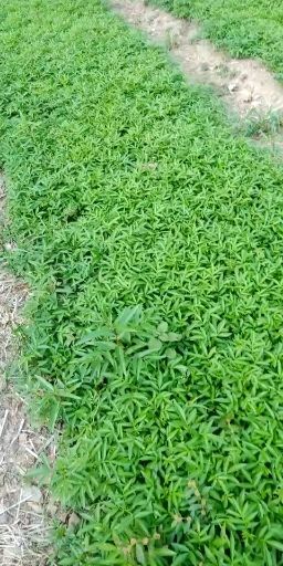 巧家县九叶青花椒苗