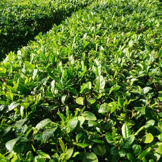 黄冈高山绿茶 英山高山云雾茶