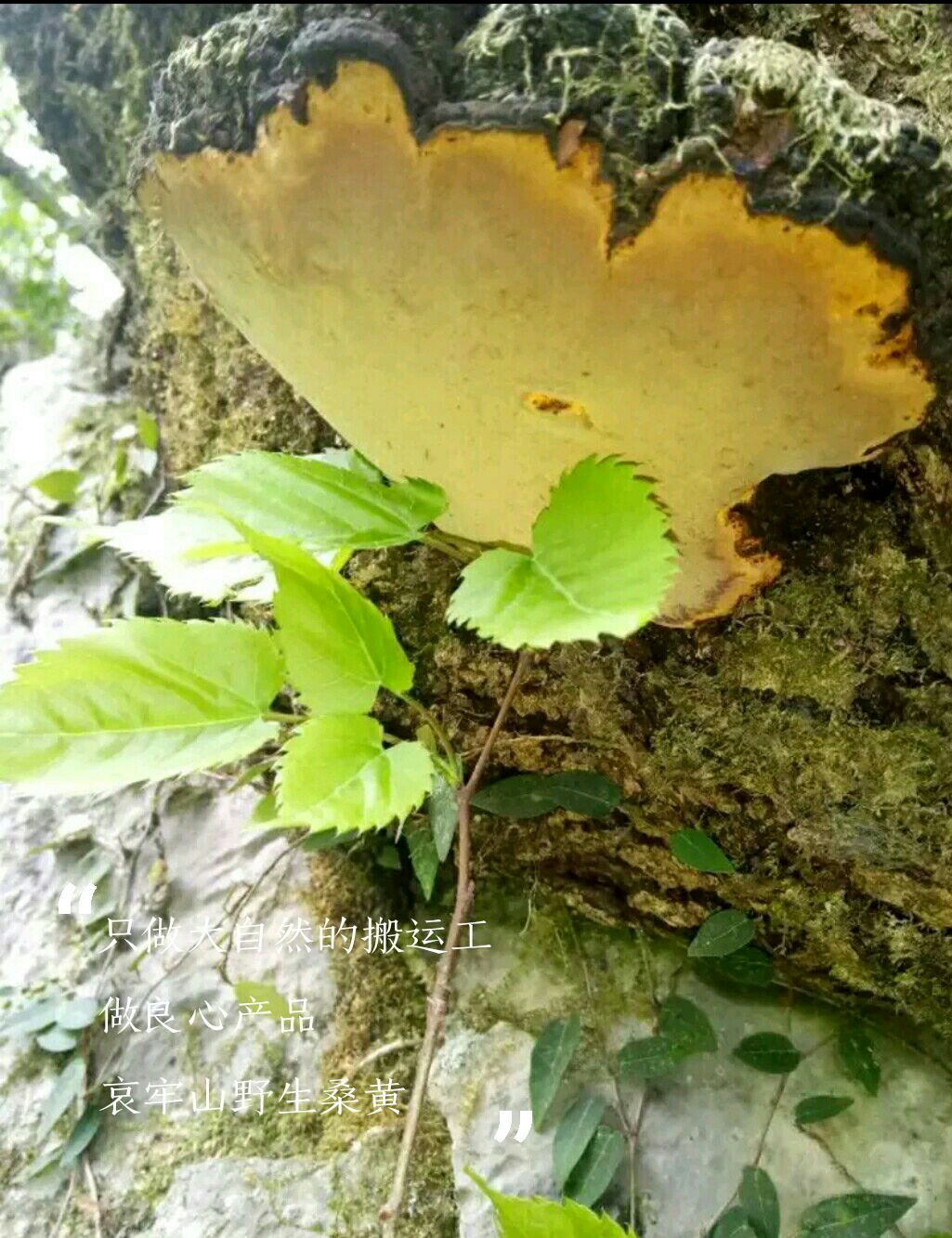  桑树桑黄