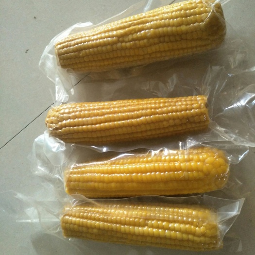 前郭县甜糯玉米 现货出售黑色301糯玉米，黑甜加糯玉米，黄色金黄后鲜食玉米