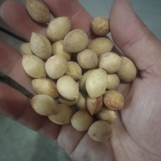 蕲春县 白果