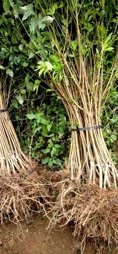 三华李苗  正宗钱排银妃三华李，好种植好管理还可以提供管理技
