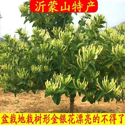 平邑县 爬藤树型四季金银花苗药用金银花树苗开花植物盆栽地栽红金银花