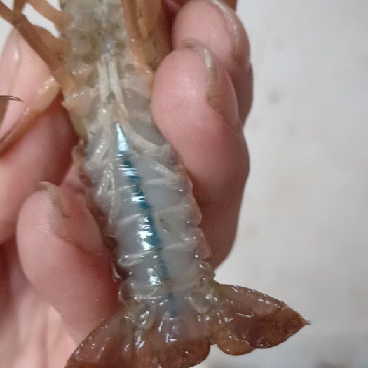 监利市 虾苗湖苗