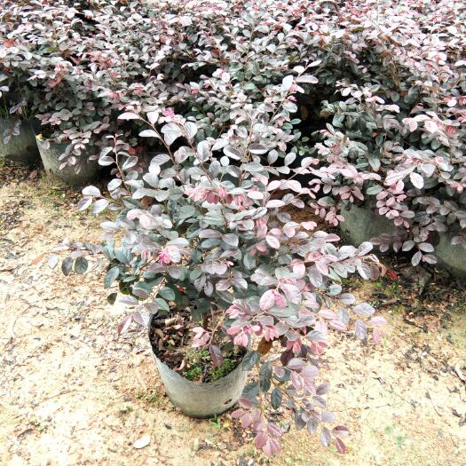 揭阳 红花继木