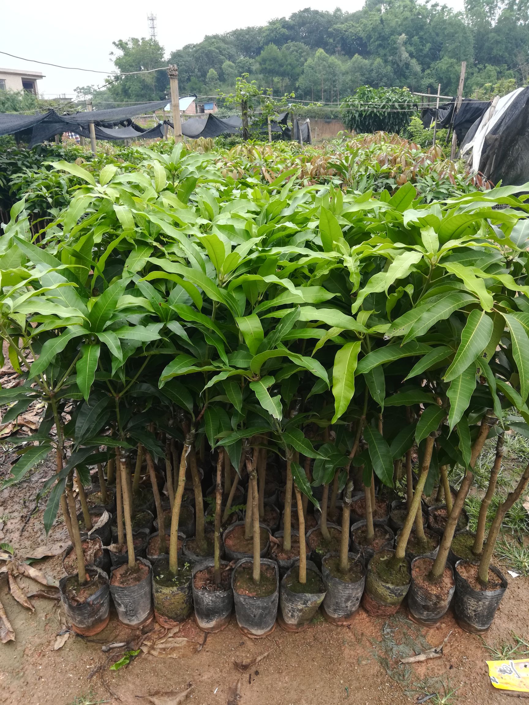 桂七芒果苗  金煌芒贵妃芒海特台农