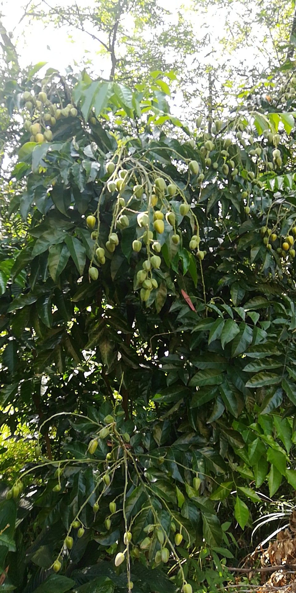 鸡心黄皮苗  嫁接苗，第二年挂果