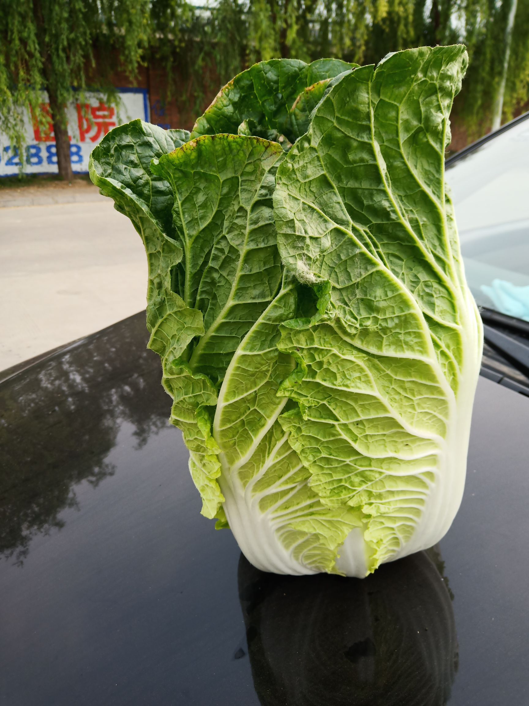 精品黄心白菜散装打冷