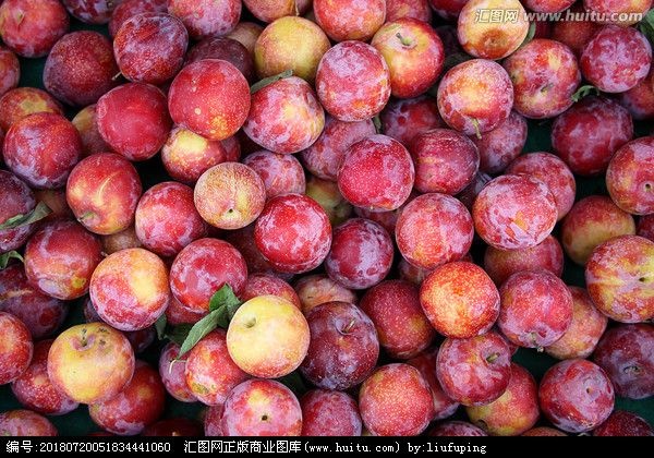 肥东县 熟软红李子 泡酒李子