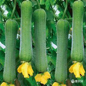 尊贵102肉丝瓜种子春秋栽培