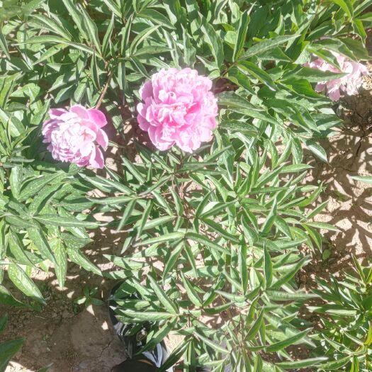 临洮县 芍药！