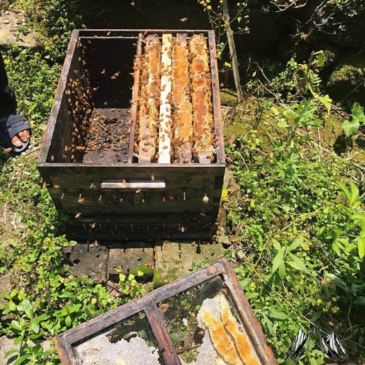 宜丰县 土蜂蜜，野蜂蜜，百花蜜