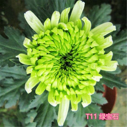  大菊花苗四季开花杭州白菊食用菊花盆栽室内观花