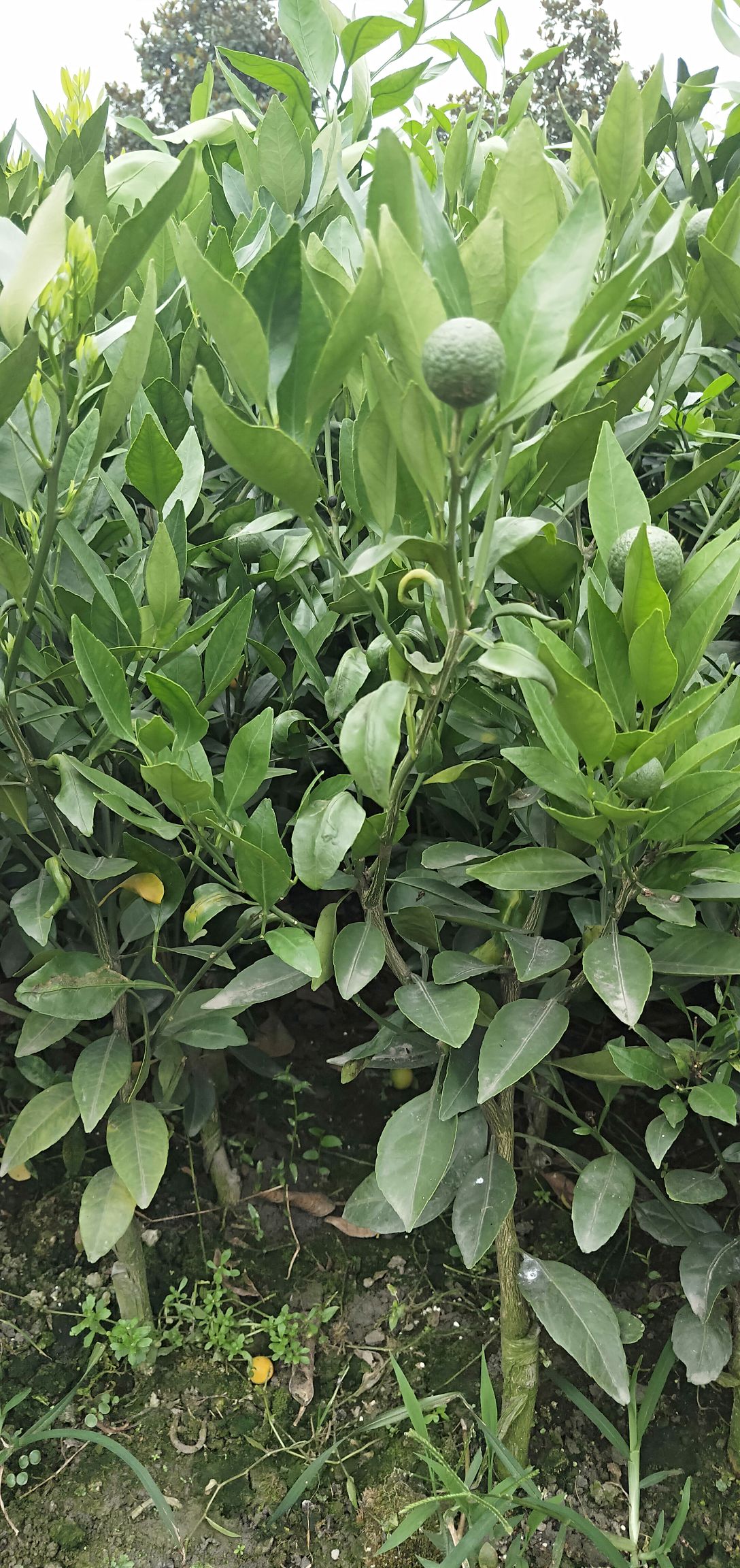 甘平柑橘苗 大量出售各种柑橘杯苗和地苗！