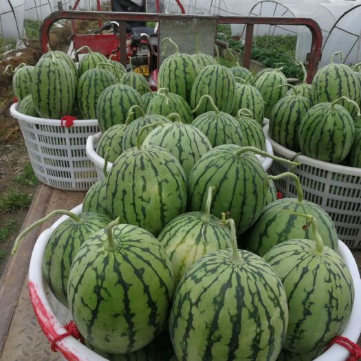 广汉市口口脆西瓜 口口脆飞红脆