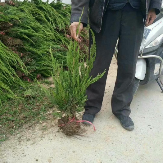 获嘉县 河南新乡获嘉长期供黄杨，小龙柏