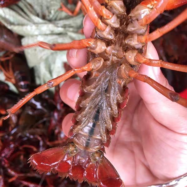  祥恒水产合作社专业小龙虾供应社