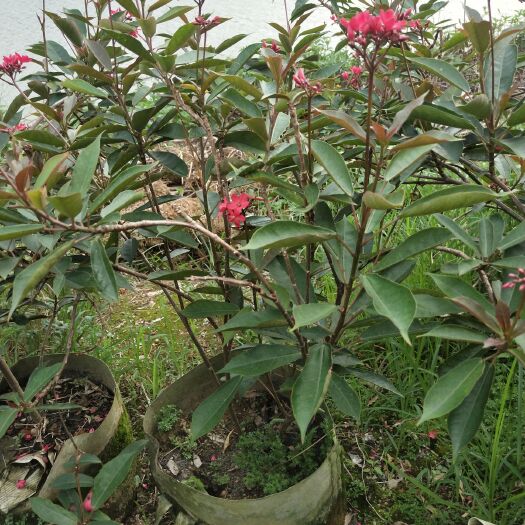 漳浦县 琴叶珊瑚 绿化苗 琴叶珊瑚 60~100高