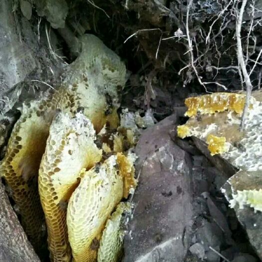 镇宁县意蜂蜂蜜 野生土蜂糖