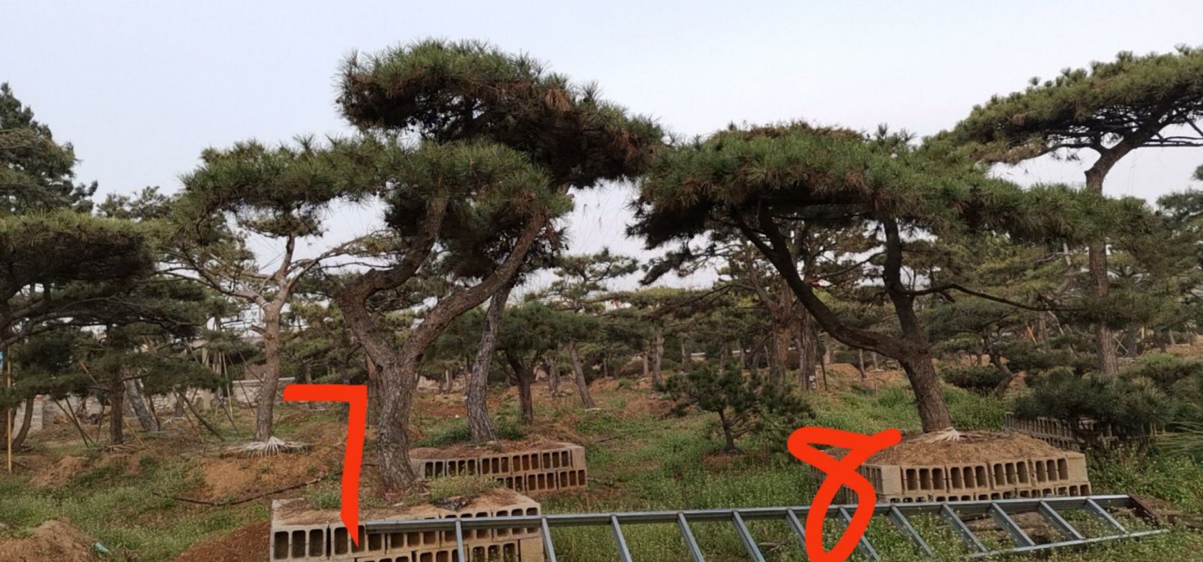 造型松 自家苗圃树形优美，价格合理！