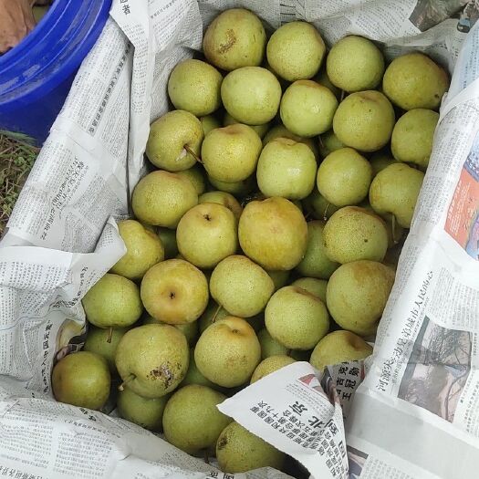 东源县水晶梨 脆，爽，甜的无公害绿色食品