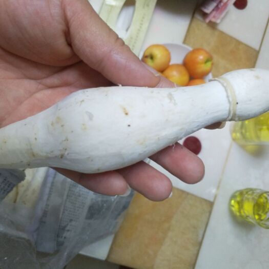 平阴县 鸡腿菇