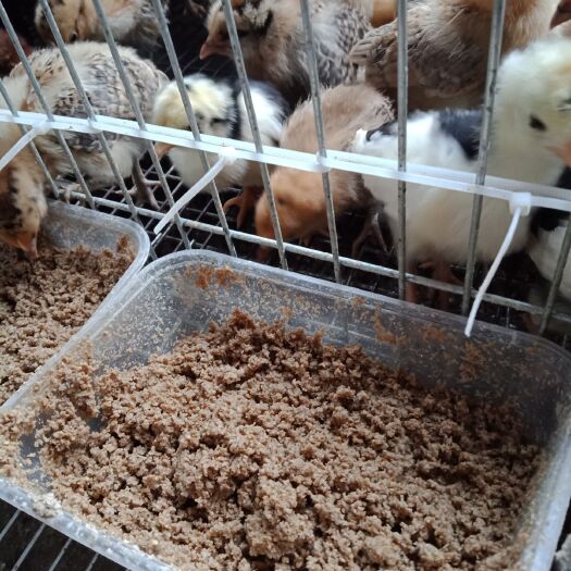 南京 贵妃鸡苗草鸡苗