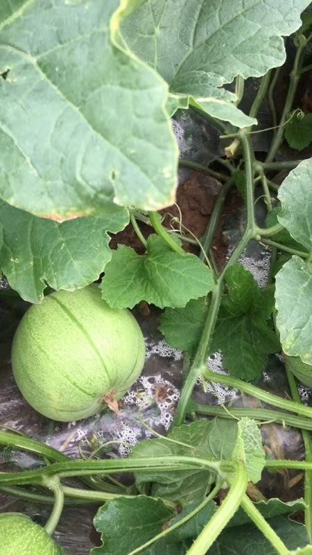  大量日本甜宝品种新上市