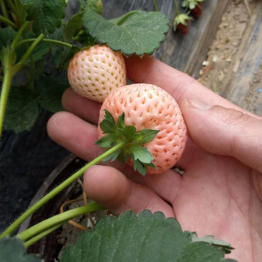 泰安 桃熏草莓苗基地自产直销 保证品种 成活率高 免费提供技术