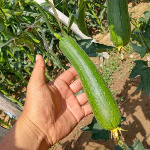 青岛鲜花丝瓜 本人位于青岛黄岛区，常年种植各种无公害蔬菜，欢迎大家前来采购