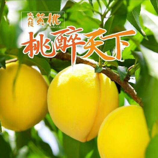 炎陵县炎陵黄桃 60mm以上 3 - 4两