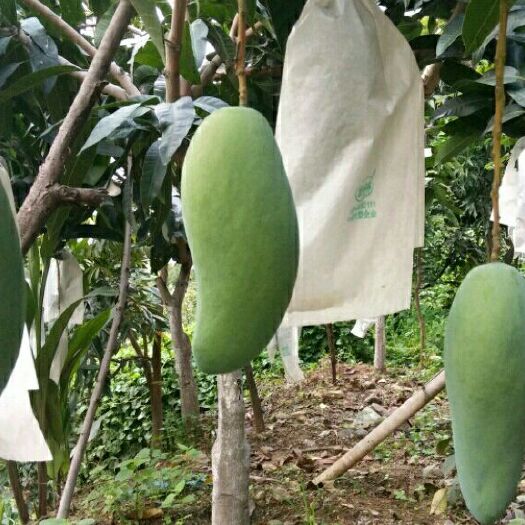 盐边县 攀枝花金煌芒果