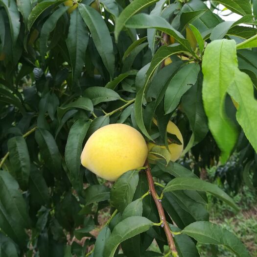 江陵县 三湖农场锦绣黄桃