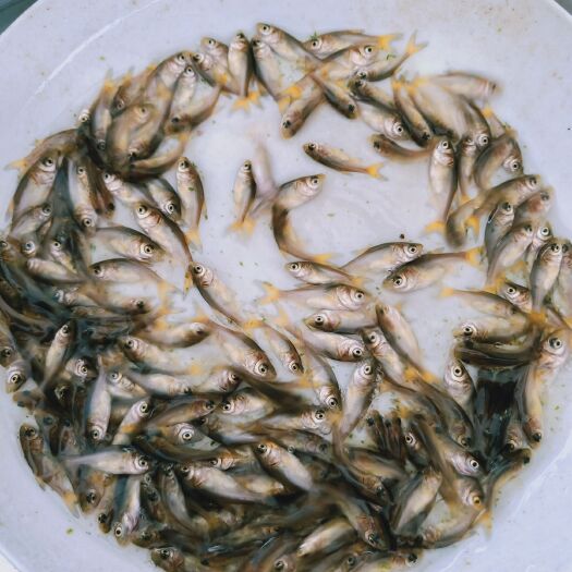 清远金大头鱼苗