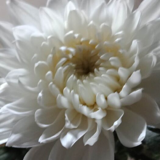 新沂市白菊 A级好白扇