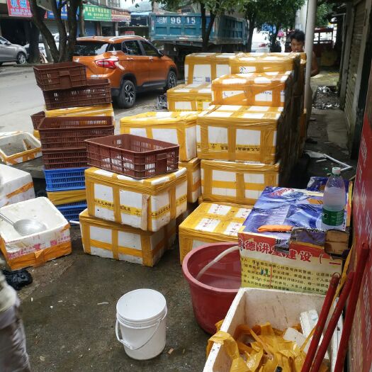 桂林 常年供应小龙虾，酒店和批发商