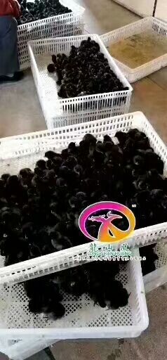 隆回县 常年供

绿壳蛋鸡（鸡苗五黑鸡苗）五黑一绿，麻羽高产绿壳蛋鸡